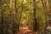 A path through trees at Broadland Country Park. (Photo by Fisheye)