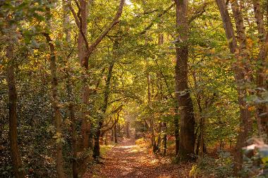 A path through trees at Broadland Country Park. (Photo by Fisheye)