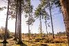 Blue sky appearing through tall trees at Broadland Country Park. (Photo by Fisheye)