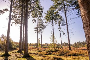 Blue sky appearing through tall trees at Broadland Country Park. (Photo by Fisheye)