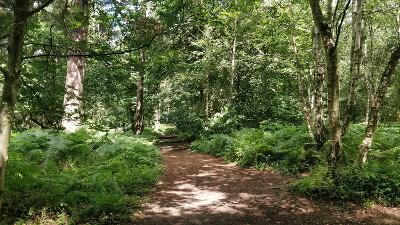A path through Harrison's Wood in Sprowston.