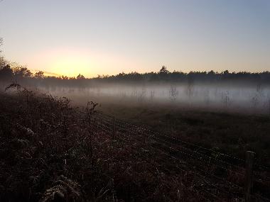 Mist over Broadland Country Park.