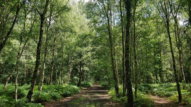 Trees and bracken on a sunny day in Harrison's Wood.