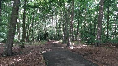 Part of the paved pathway in Harrison's Wood.