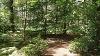 Different types of trees in Harrison's Wood.