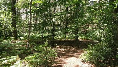 Different types of trees in Harrison's Wood.