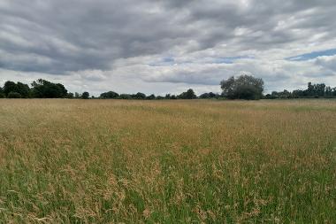 Open grassland at East Wymondham.