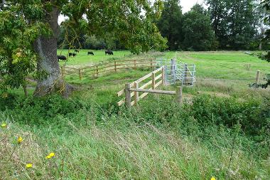 Frenze Beck overlooking pasture with black cattle grazing.