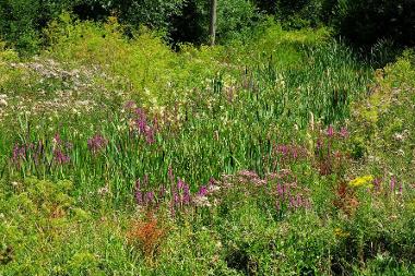 Wild flowers and plants growing at Frenze Beck.