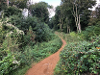 An image of the entrance to the Marriott's Way at Drayton, before the new ramp was installed. The image shows overgrown hedgerow with a narrow path.